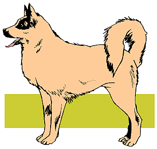 Symbolbild eines Hundes