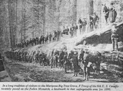 Bild A: Zeitungsfoto: US-Kavallerie vor und auf umgelegtem Baum, ca. 1899 